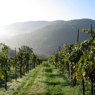 Monte Bernardi Fiasco Vino Rosso